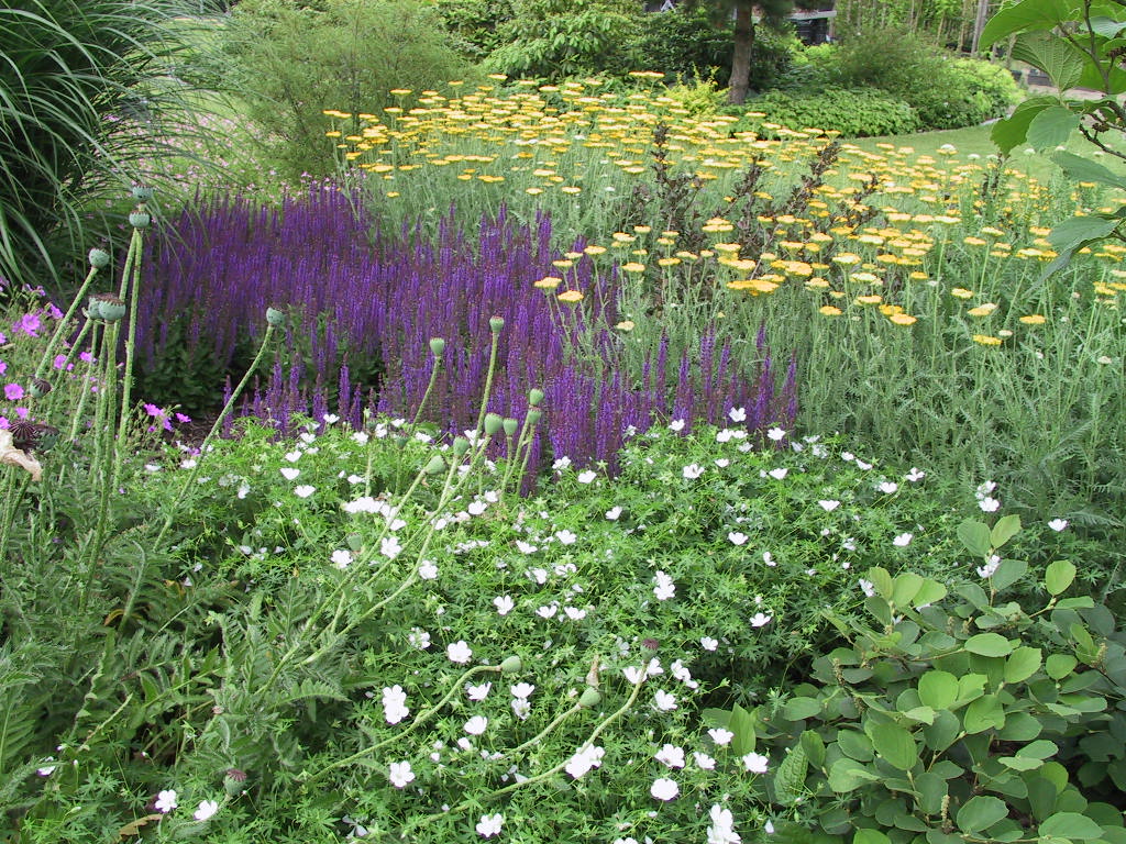 AchilleaCG+Geranium sang Album+Salvia nemorosa Ostfriesland 01.jpg